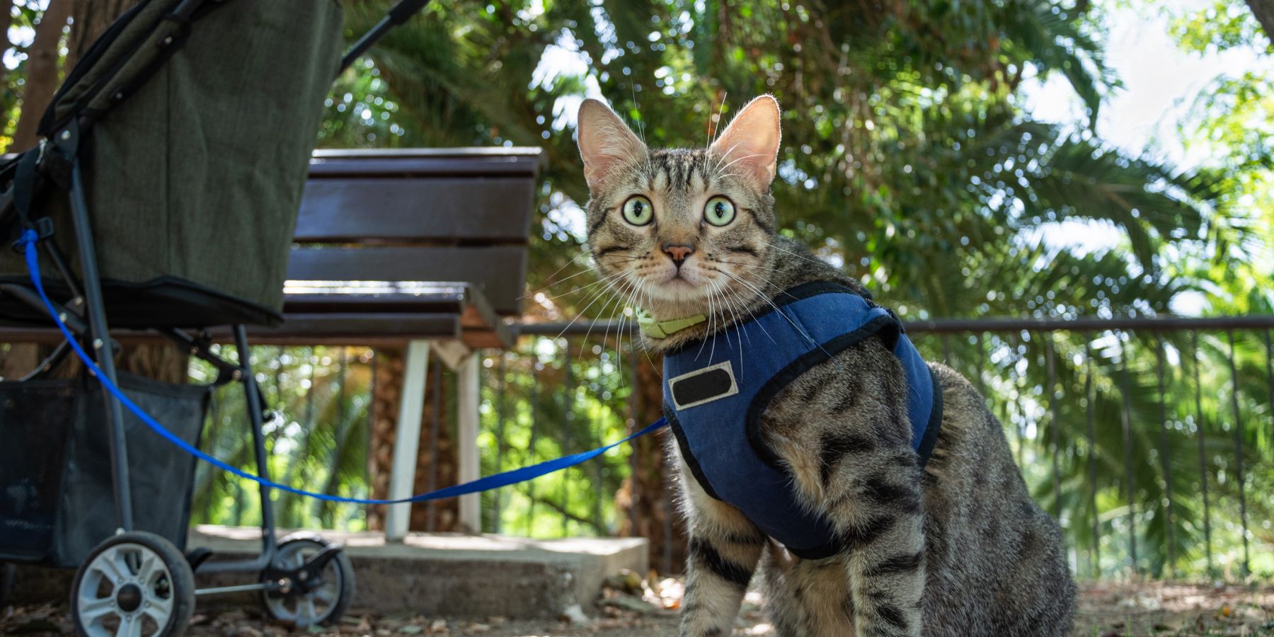 Which Materials Are Most Durable for Cat Harnesses?